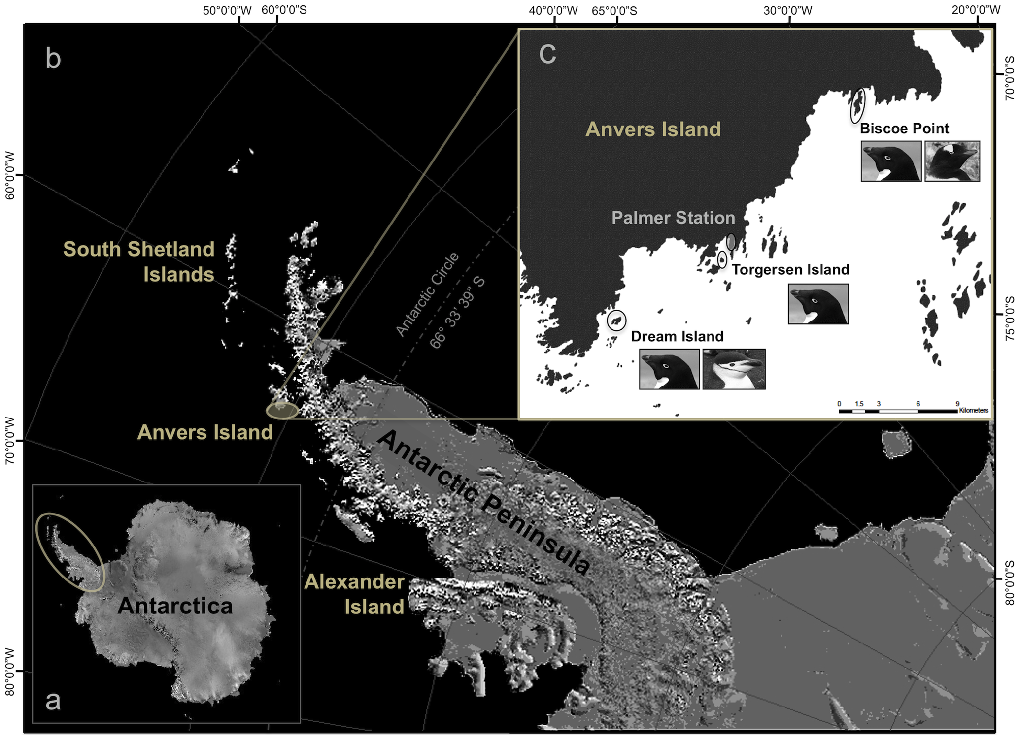 A: Artwork by @allison_horst | B: Palmer archipelago, image from Gorman et al. 2014 Figure 1